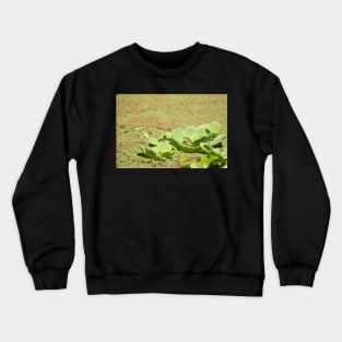 Prince Of The Lily Pods Crewneck Sweatshirt